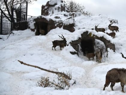 Московский зоопарк подготовит тематические экскурсии в новогодние каникулы