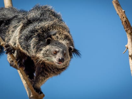 «Таинственный зверь»: Московский зоопарк рассказал об особенностях бинтуронгов
