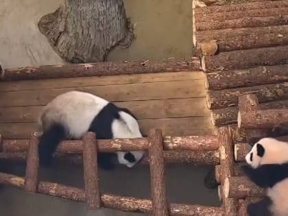 «Королева и принцесса»: Московский зоопарк показал играющих Диндин и Катюшу