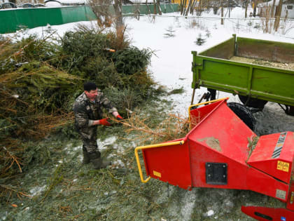 На щепки и корм: как утилизировать новогоднюю елку в Москве