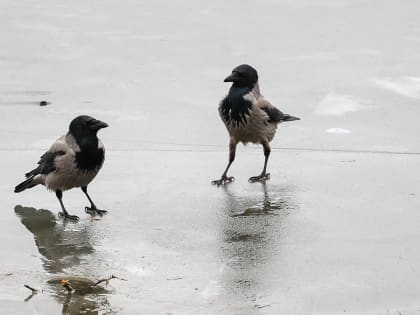Синоптик Леус пообещал москвичам оттепель в конце февраля