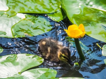 19 столичных прудов реабилитируют в 2025 году