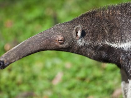 «Хорошего вечера»: Московский зоопарк показал, как задорно купается муравьед Диего