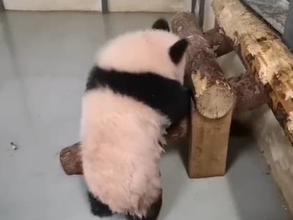 «Почему такой мокрый хвостик?»: Московский зоопарк раскрыл секрет панды Катюши