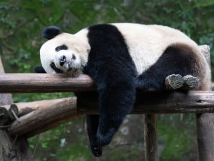 Панды в Московском зоопарке радуют посетителей