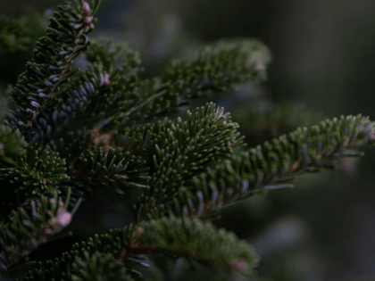 В Кунцеве по четырем адресам 2 января начнут принимать новогодние деревья на переработку