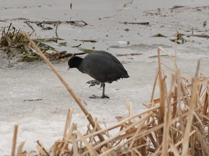 Синоптик Позднякова рассказала, каким будет март в Москве и Подмосковье