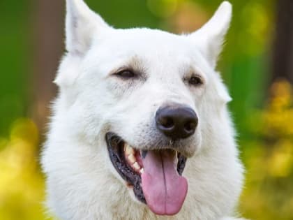 «Лето в Москве»: в столице пройдут показательные выступления служебных собак