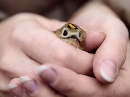 Ученик из Челябинска стал участником эколого-просветительского проекта