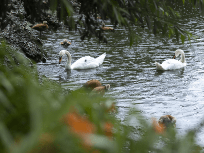 Белые лебеди в столичном зоопарке получили опеку Московского НПЗ