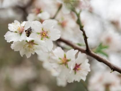 Жителей Фили-Давыдкова приглашают присоединиться к посадке яблонь в Можайском плодовом саду