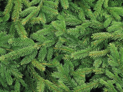 В Очаково-Матвеевском открылись елочные базары