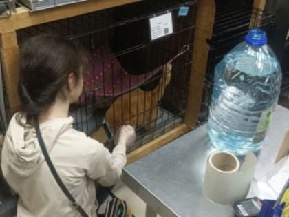 Активисты школы № 1534 побывали в приютах для бездомных животных «Муркоша» и «Юна»