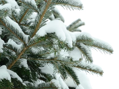 Итоги акции «Елочный круговорот» сообщили в Москве