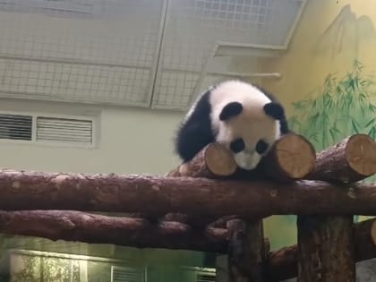 «Самая беззаботная»: Московский зоопарк показал счастливый пятничный вечер Катюши