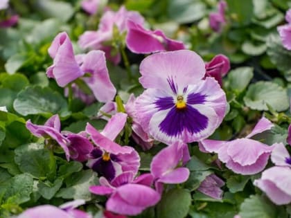 Более 4,6 млн саженцев виолы украсили клумбы в Москве