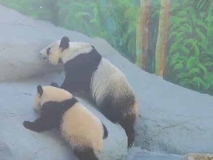 Московский зоопарк опубликовал видео с «восходящей на гору» пандой Катюшей