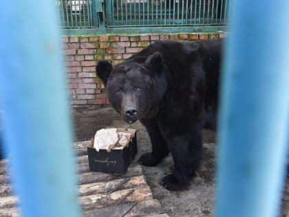 Мишка из Донбасса впервые в жизни выспался