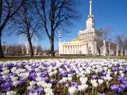 На территории главной выставки страны расцветет свыше миллиона многолетних и однолетних растений.