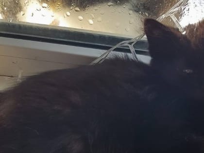 Столичные коммунальщики спасли котенка, попавшего в механизм для разрыва пакетов