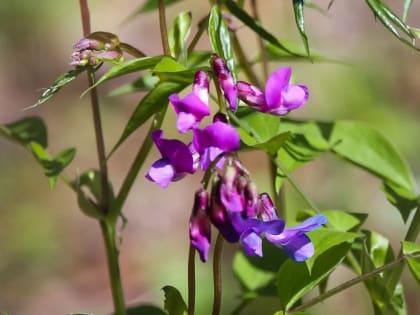 Москвичам рассказали, какие краснокнижные растения можно встретить в парках города