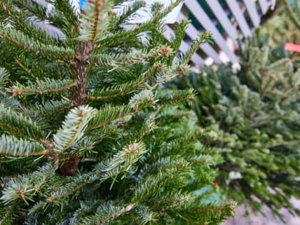 Традиционная акция по сбору елей пройдет в Московском зоопарке