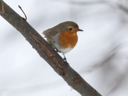 Первые перелетные птицы вернулись в Москву после зимовки