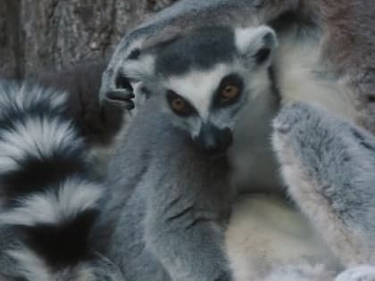 «Очень социальные»: Московский зоопарк рассказал об особенностях кошачьих лемуров