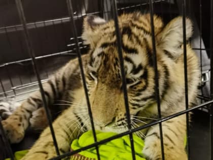 Жительница Строгина спасла краснокнижного тигра