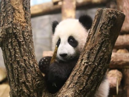 «Ну обезьянка же»: панда Катюша научилась ловко спускаться по клетке вольера