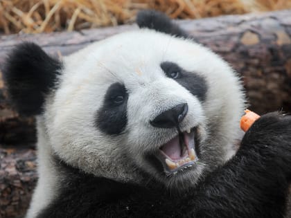 Московский зоопарк показал, как панда Диндин носит дочку в зубах и не отпускает