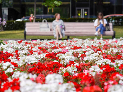 Свыше 4,6 миллиона саженцев виолы украсили клумбы в Москве