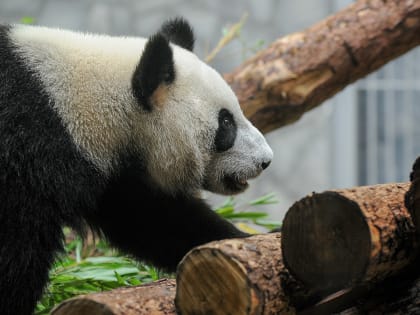 «Катюша, ну не уходи»: Московский зоопарк поделился новым видео с малышкой-пандой