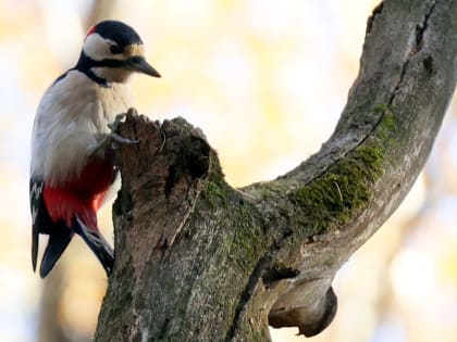 Предновогодний выпуск проекта Мосприроды о птицах посвятили дятлам