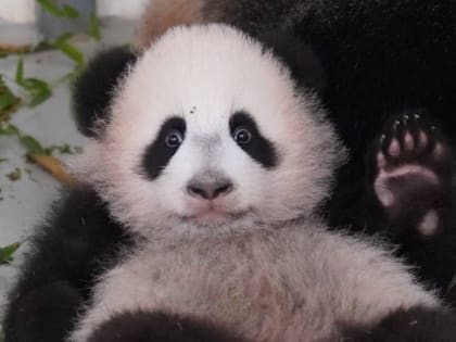 «Пойду побегаю»: Московский зоопарк показал, как панда Катюша играет с киперами