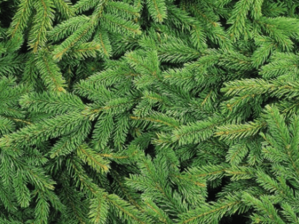 Жители Северного Бутова могут сдать новогодние деревья в рамках акции «Елочный круговорот»