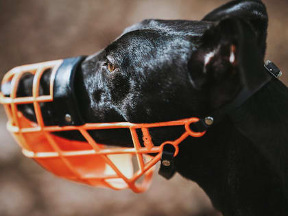 Профильный комитет поддержал поправки об ответственности за нарушение правил выгула домашних животных