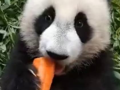 «Большой кусок»: Московский зоопарк показал попытки Катюши съесть мамину морковь