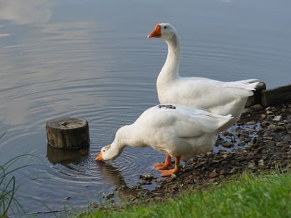 Необычные посетители торговых центров Москвы