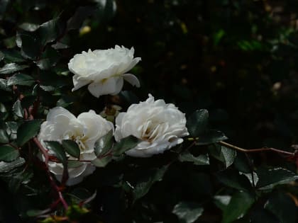 Шоколадное дерево и уникальные клумбы: где в ЦАО можно полюбоваться цветами