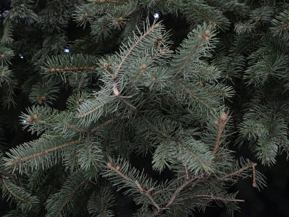 Елочный круговорот: жителям Москвы рассказали об итогах акции