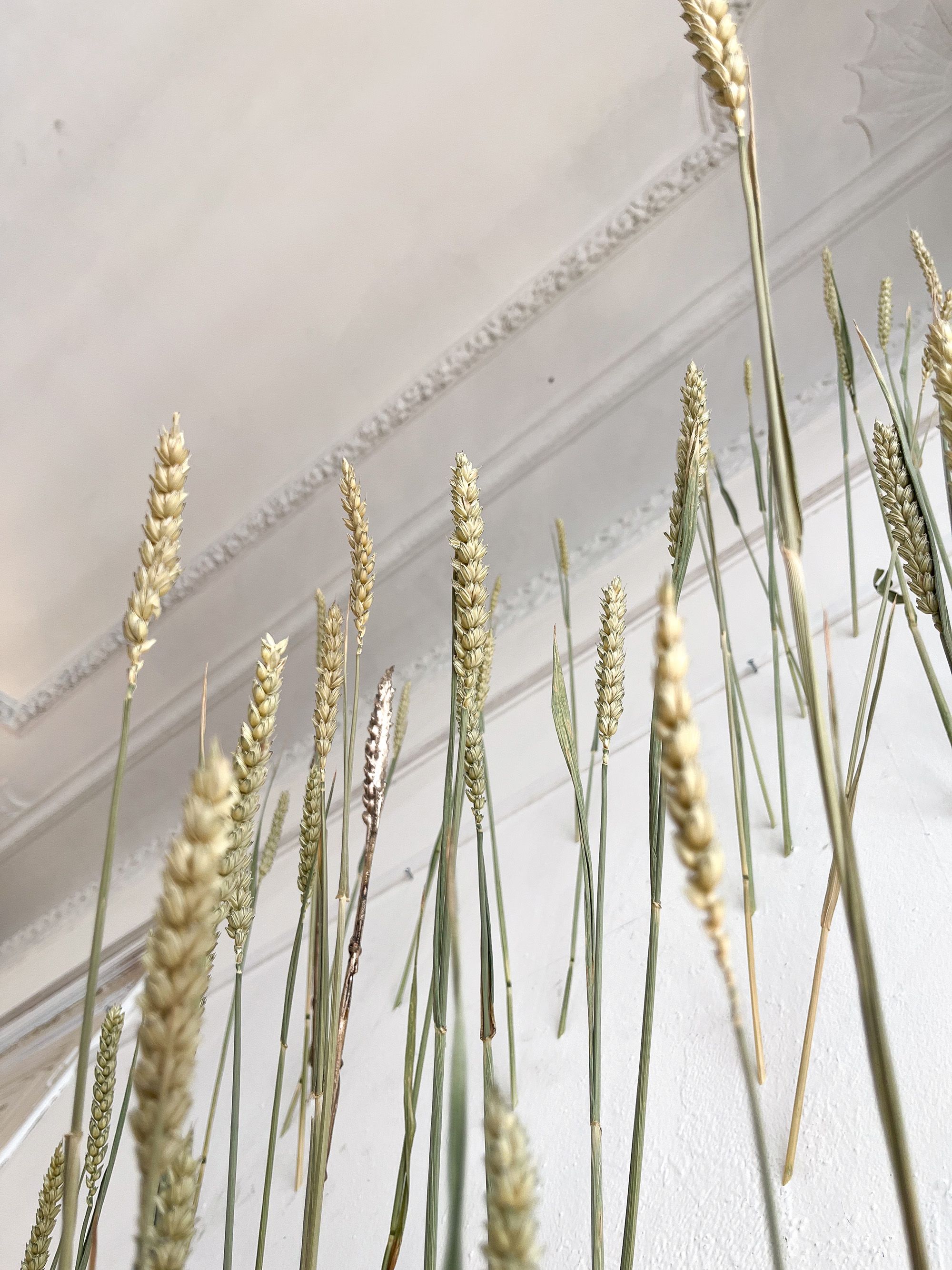 close view of wheat stalks installed in wall.