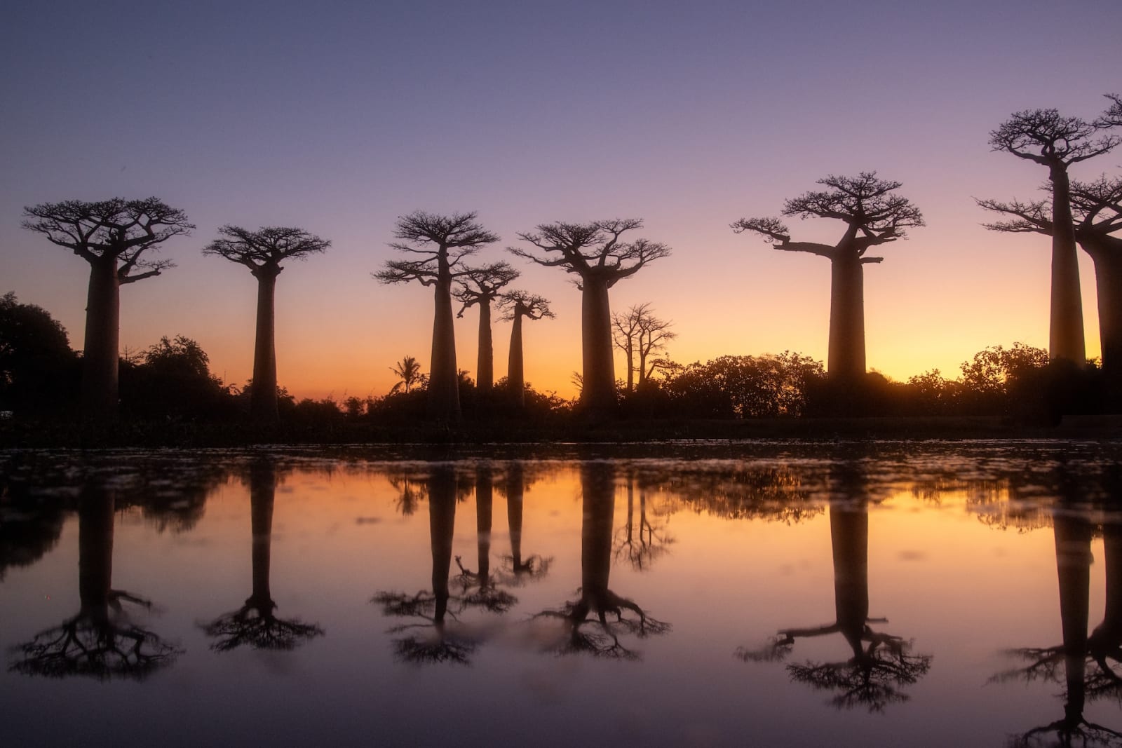 Baobab Bäume im Sonnenuntergang