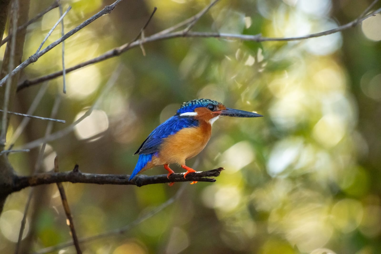 Eisvogel auf einem Ast
