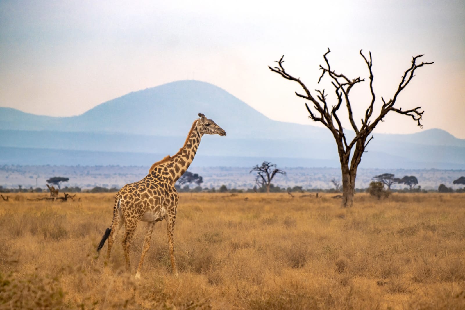 Giraffe vor abgestorbener Akazie