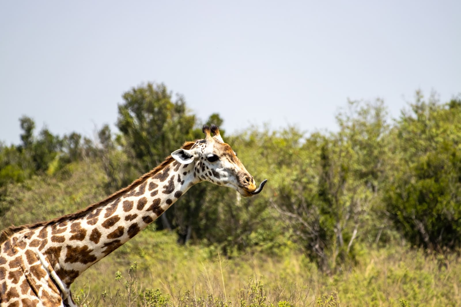 Giraffe grüsst mit der Zunge