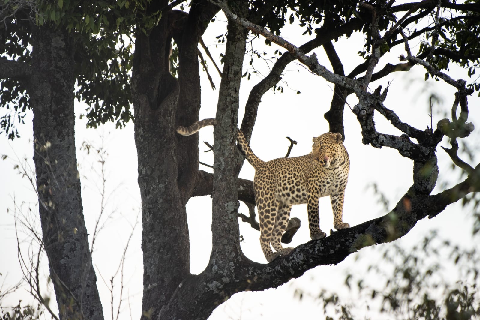 Leopard auf dem Baum