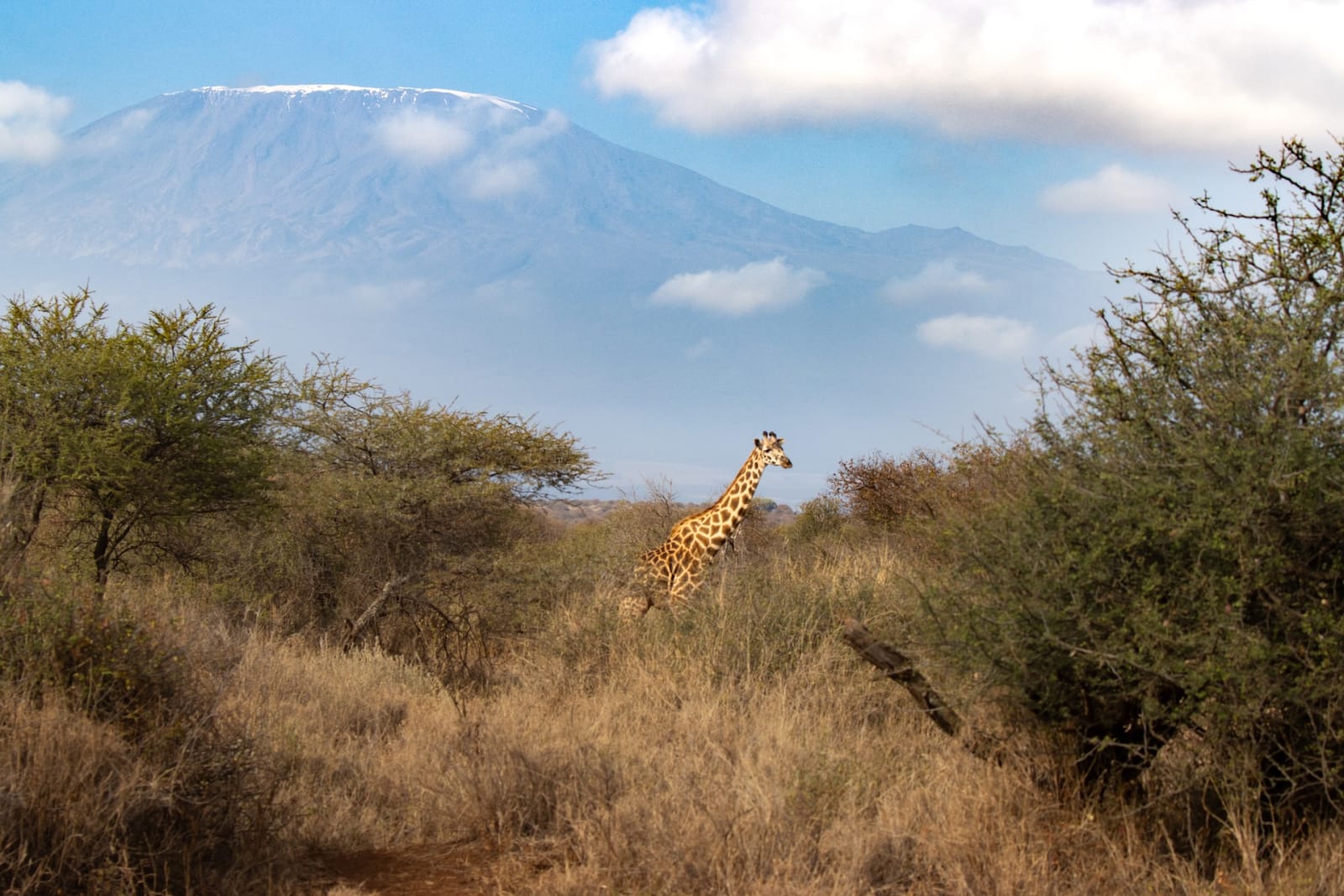 Giraffe vor dem Kilimandscharo
