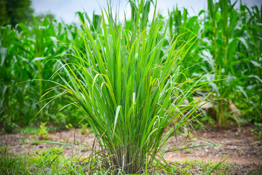 Lemongrass: A Wonder Herb for Health and Wellness