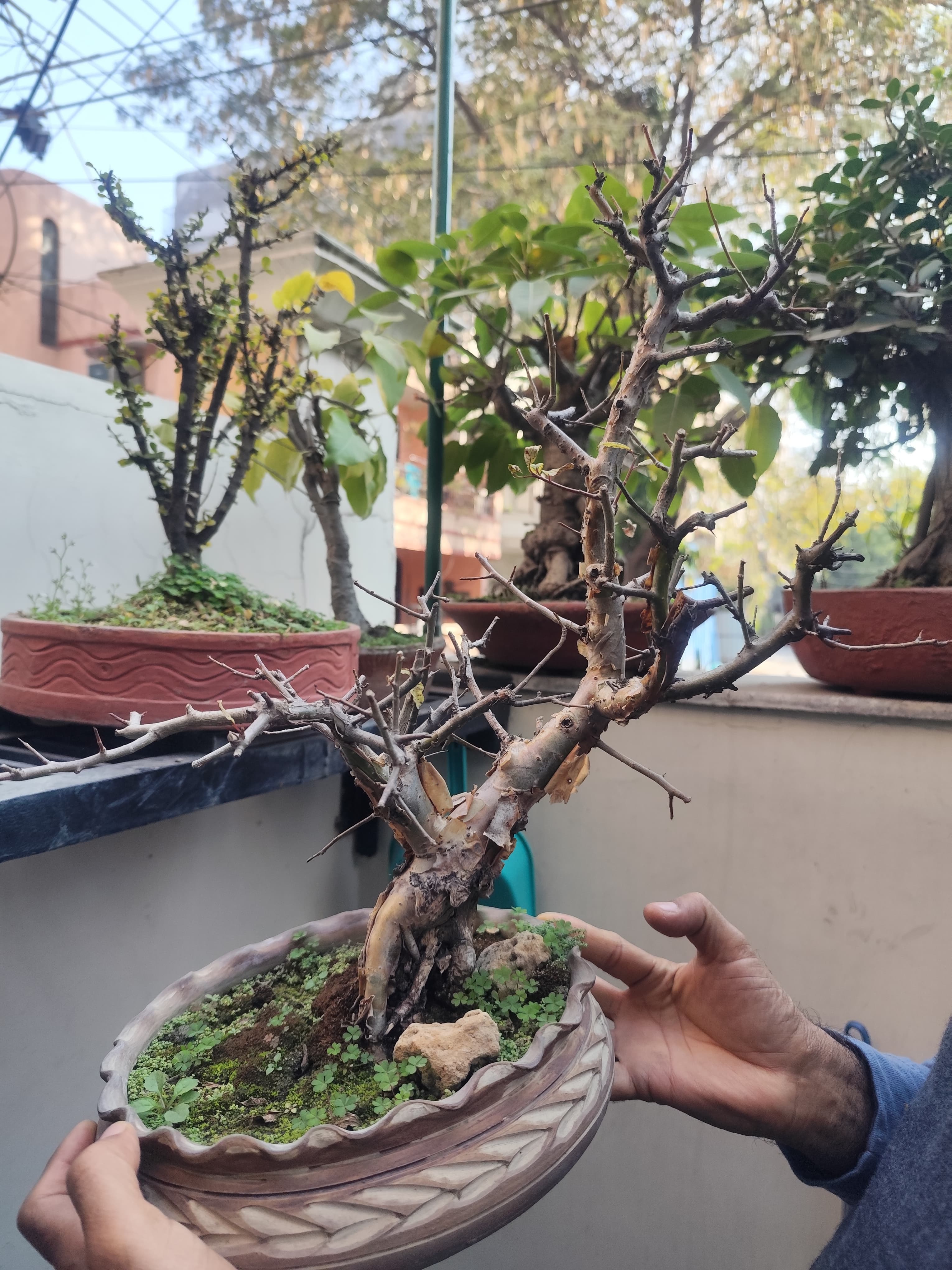 Bonsai: Preparation, Care & Techniques